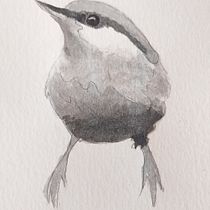 Mi proyecto del curso: Acuarela artística para ilustración de aves. Traditional illustration, Watercolor Painting, Realistic Drawing, and Naturalistic Illustration project by soledad cazorla - 08.29.2023