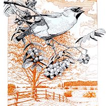 Mój projekt z kursu: Rysunki piórkiem i tuszem: przedstaw świat przyrody. Un proyecto de Bocetado, Dibujo, Dibujo artístico, Sketchbook, Ilustración con tinta e Ilustración naturalista				 de Agnieszka Górka - 30.08.2023
