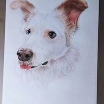 Meu projeto do curso: Retratos de pets a lápis de cor. Traditional illustration, and Naturalistic Illustration project by Francisco Melo - 08.31.2023