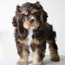 Mi proyecto del curso: Fotografía lifestyle de perros. Un projet de Photographie, Photographie de portrait, Photographie pour Instagram, Photographie documentaire, Photographie lifest , et le de madeleine ico - 31.08.2023