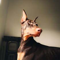 Mi proyecto del curso: Fotografía lifestyle de perros. Un projet de Photographie, Photographie de portrait, Photographie pour Instagram, Photographie documentaire, Photographie lifest , et le de Bran Delgado - 31.08.2023