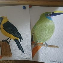 Mi proyecto del curso: Ilustración naturalista de aves con acuarela. Ilustração tradicional, Pintura em aquarela, Desenho realista e Ilustração naturalista projeto de Adriana Pérez - 31.08.2023