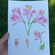 Meu projeto do curso: Aquarela botânica: ilustre a anatomia das flores. Un progetto di Illustrazione tradizionale, Belle arti, Pittura, Disegno, Pittura ad acquerello e Illustrazione botanica di Amanda Marques - 01.09.2023