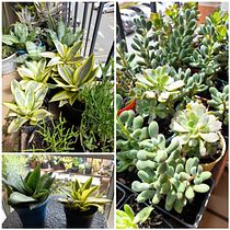 LA TITI BOUTIQUE DE PLANTAS . Marketing, Social Media, Digital Marketing, Business, and Content Marketing project by JE Quic - 09.02.2023