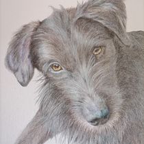 My project for course: Pet Portraits in Colored Pencils. Traditional illustration, and Naturalistic Illustration project by bejuleo1 - 09.03.2023