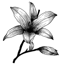 Mój projekt z kursu: Projektowanie tatuaży w estetyce Blackwork. Projekt z dziedziny Trad, c, jna ilustracja, Ilustracja c, frowa i Projektowanie tatuaż użytkownika Laura Kwiatkowska - 04.09.2023