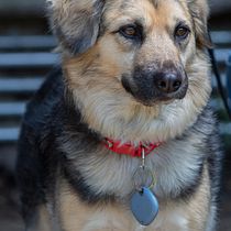 My project for course: Lifestyle Dog Photography. Un projet de Photographie, Photographie de portrait, Photographie pour Instagram, Photographie documentaire, Photographie lifest , et le de rdelvillarr - 04.09.2023