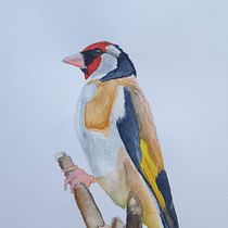 Mijn project van de cursus: Vogels illustreren met artistieke aquarel. Traditional illustration, Watercolor Painting, Realistic Drawing, and Naturalistic Illustration project by Angelique Termeer - 09.04.2023