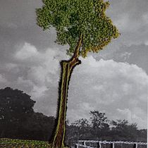 Meu projeto do curso: Introdução ao bordado em fotografias: crie imagens com textura - A Castanheira.  (planta nativa da Amazônia) . Photograph, Paper Craft, Embroider, DIY, and Textile Design project by Graciney Maria Castro - 09.03.2023