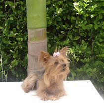 Mi proyecto del curso: Introducción a la fotografía de perros. Luciana Gomez Correa. Un projet de Photographie, Photographie de portrait, Photographie de studio, Photographie documentaire, Photographie lifest, le , et Photographie intérieure de anamcorrean - 07.09.2023