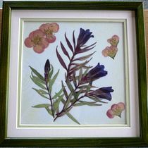 Meu projeto do curso Técnicas básicas para prensar flores e plantas. Un progetto di Artigianato, Collage e Design floreale e vegetale di Cristina Rodrigues Paiva - 09.09.2023