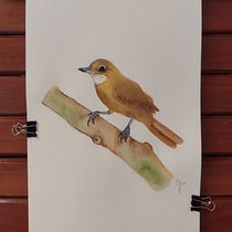 Meu projeto do curso: Técnicas expressivas de aquarela para ilustração de pássaros. Traditional illustration, Watercolor Painting, Realistic Drawing, and Naturalistic Illustration project by Samila da Silva Galés Dias - 09.10.2023