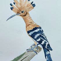 Huppe fasciée. Ilustração tradicional, Pintura em aquarela, Desenho realista e Ilustração naturalista projeto de Jaén COLLAZO - 13.09.2023