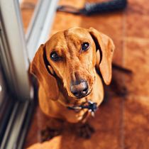 Mi proyecto del curso: Fotografía lifestyle de perros. Un projet de Photographie, Photographie de portrait, Photographie pour Instagram, Photographie documentaire, Photographie lifest , et le de Valentina Blanco Fretes - 12.09.2023