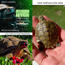 Clasificador de Tortugas con Piramidismo #Python #DeepLearning #InteligenciaArtificial. Un projet de Programmation, Développement web et Intelligence Artificielle de elcistdivino - 16.09.2023