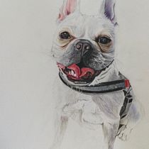 Mi proyecto del curso: Retratos de Mascotas en Lápices de Colores. Traditional illustration, and Naturalistic Illustration project by familiavillanuevabarrera - 09.17.2023