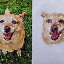 My project for course: Pet Portraits in Colored Pencils. Traditional illustration, and Naturalistic Illustration project by Zoe Pasca - 09.17.2023