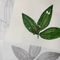 Meu projeto do curso: Desenho botânico realista em aquarela. Un proyecto de Diseño, Ilustración tradicional, Bellas Artes, Pintura, Pintura a la acuarela e Ilustración botánica de Julianna Egle - 19.09.2023