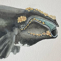 Mon projet du cours : Techniques d'illustration naturaliste : baleines à l'aquarelle. Un progetto di Belle arti, Pittura, Pittura ad acquerello e Illustrazione naturalistica di Isabel Cayer - 21.09.2023