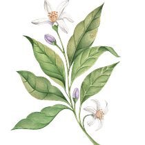 Mi proyecto del curso: Ilustración botánica con acuarela. Traditional illustration, Fine Arts, Painting, Drawing, Watercolor Painting, and Botanical Illustration project by araflor_12 - 11.24.2023