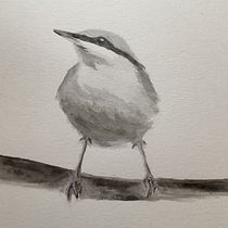 : Artistic Watercolor Techniques for Illustrating Birds Final Project. Watercolor Painting, Realistic Drawing, Traditional illustration, and Naturalistic Illustration project by Tish ODell - 09.25.2023