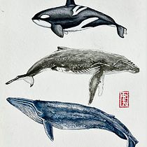 Meu projeto do curso: Técnicas de ilustração naturalista: baleias em aquarela. Un progetto di Belle arti, Pittura, Pittura ad acquerello e Illustrazione naturalistica di Marcelo Pretti - 19.09.2023