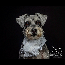My project for course: Realistic Pet Portraits with Oil Painting. Artes plásticas, Pintura, Pintura a óleo e Ilustração naturalista projeto de claudia_nix - 23.09.2023