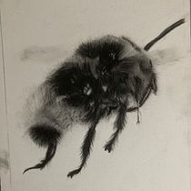 Mon projet du cours : Illustration naturaliste à l'aquarelle et au fusain. Traditional illustration, Painting, and Naturalistic Illustration project by Trysken Van Crombrugge - 09.26.2023