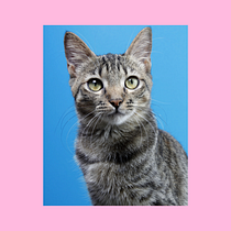 Introducción a la fotografía de perros - Fotografía de gatos. Un projet de Photographie, Photographie de portrait, Photographie de studio, Photographie documentaire, Photographie lifest, le , et Photographie intérieure de elle_h - 23.09.2023