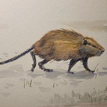 My project for course: Scientific Illustration of Animals in Watercolor . Traditional illustration, Watercolor Painting, Realistic Drawing, and Naturalistic Illustration project by Molli Woodtagger - 10.02.2023