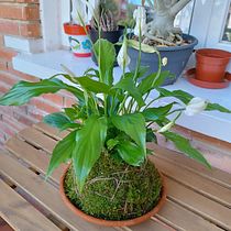Mi proyecto Kokedama. Arts, Crafts, Interior Design, L, scape Architecture, Decoration, DIY, Floral, and Plant Design project by aseshtk - 10.02.2023