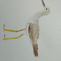 My project for course: Naturalist Bird Illustration with Watercolors. Ilustração tradicional, Pintura em aquarela, Desenho realista e Ilustração naturalista projeto de est.gabriela.truji1 - 03.10.2023