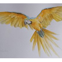  Ilustración naturalista de aves con acuarela. Ilustração tradicional, Pintura em aquarela, Desenho realista e Ilustração naturalista projeto de Sebastián Cruz Ledesma - 01.10.2023