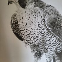 My project for course: Naturalistic Animal Drawing with Graphite Pencil. Traditional illustration, Pencil Drawing, Drawing, and Naturalistic Illustration project by mlloyd1982 - 10.01.2023
