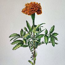 Il mio progetto del corso: Illustrazione botanica con acquerello. Traditional illustration, Fine Arts, Painting, Drawing, Watercolor Painting, and Botanical Illustration project by Claudia Foroni - 10.07.2023