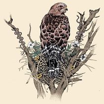 My project for course: Naturalist Illustration with Ballpoint Pen . Traditional illustration, Drawing, Realistic Drawing, and Naturalistic Illustration project by jennifer folkerts folkerts - 10.10.2023