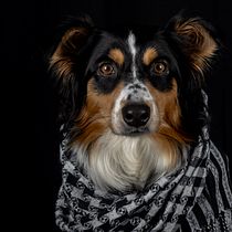 Mi proyecto del curso: Introducción a la fotografía de perros. Un projet de Photographie, Photographie de portrait, Photographie de studio, Photographie documentaire, Photographie lifest, le , et Photographie intérieure de Mónica Vega - 11.10.2023