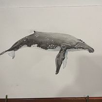 Mi proyecto del curso: Técnicas de ilustración naturalista: ballenas en acuarela. Un progetto di Belle arti, Pittura, Pittura ad acquerello e Illustrazione naturalistica di cggodoymex - 12.10.2023