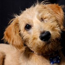 Mi proyecto del curso: Introducción a la fotografía de perros. Alboroto. Un projet de Photographie, Photographie de portrait, Photographie de studio, Photographie documentaire, Photographie lifest, le , et Photographie intérieure de jomiranda07 - 12.10.2023