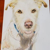 Mi proyecto del curso: Retratos de Mascotas en Lápices de Colores. Traditional illustration, and Naturalistic Illustration project by Edna Margarita Pava Rojas - 10.11.2023