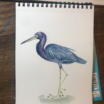 Mi proyecto del curso: Ilustración naturalista de aves con acuarela. Ilustração tradicional, Pintura em aquarela, Desenho realista e Ilustração naturalista projeto de Isabel Quiroga Castro - 14.10.2023