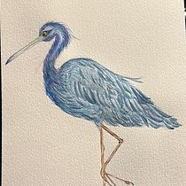 Mi proyecto del curso: Ilustración naturalista de aves con acuarela. Ilustração tradicional, Pintura em aquarela, Desenho realista e Ilustração naturalista projeto de irenecc83 - 20.10.2023