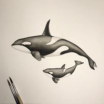 Il mio progetto del corso: Tecniche di illustrazione naturalistica: balene ad acquerello. Un progetto di Belle arti, Pittura, Pittura ad acquerello e Illustrazione naturalistica di Sergio Vezzola - 20.10.2023