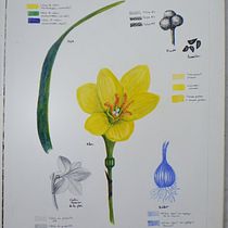 Mi proyecto "Lirio de lluvia" para el curso Cuaderno botánico en acuarela. Projekt z dziedziny Trad, c, jna ilustracja, Malowanie akwarelą, R, sunek botaniczn i Sketchbook użytkownika Cristal Moreno Polanco - 22.10.2023