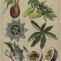 Mon projet du cours : Illustration botanique : du carnet de croquis à l'impression. Traditional illustration, Sketching, Drawing, Botanical Illustration, Sketchbook & Ink Illustration project by mina_inverse - 10.23.2023