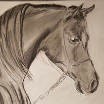 My project for course: Realistic Wildlife Images in Graphite Pencil. Un projet de Beaux Arts, Dessin au cra, on, Dessin, Dessin réaliste et Illustration naturaliste de cristoneuk - 28.10.2023