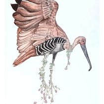 My project for course: Naturalist Illustration with Ballpoint Pen . Traditional illustration, Drawing, Realistic Drawing, and Naturalistic Illustration project by Coralie - 10.29.2023