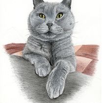 My project for course: Pet Portraits in Colored Pencils. Traditional illustration, and Naturalistic Illustration project by Martin Stepka - 10.06.2022