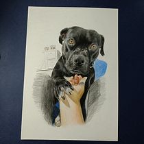 Mi proyecto del curso: Retratos de Mascotas en Lápices de Colores. Traditional illustration, and Colored Pencil Drawing project by asuerart - 11.06.2023
