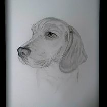 My project for course: Naturalistic Animal Drawing with Graphite Pencil. Traditional illustration, Pencil Drawing, Drawing, and Naturalistic Illustration project by Boryana Plochina - 11.01.2023
